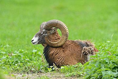 战锤2025颅骨节预告片发布 将开启一折促销！